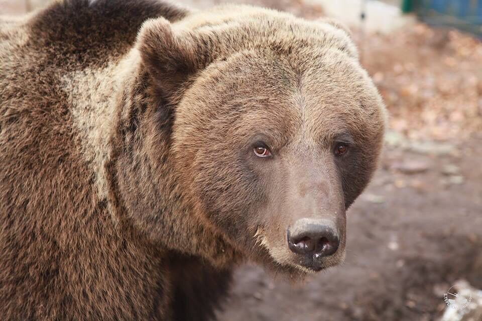 Niedźwiedź Mansur 