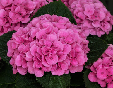 Miniatura: Podsyp tym hortensje we wrześniu. Na...