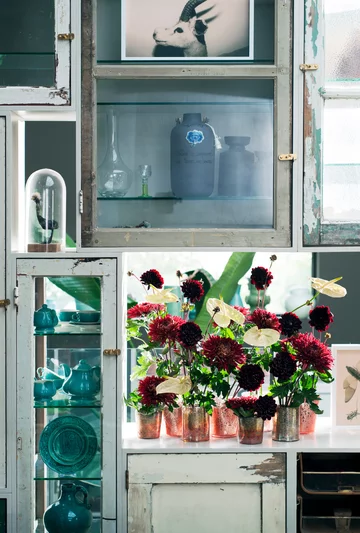 Chryzantemy, jesienne kwiaty. Odmiany, uprawa, pielęgnacja 