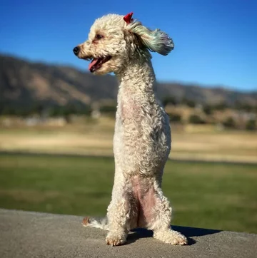 Piesek o imieniu Cora 