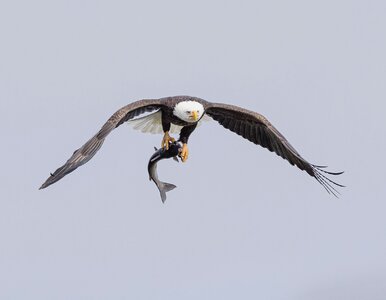 Miniatura: Spadająca z nieba ryba zniszczyła Teslę....