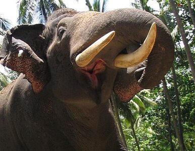 Miniatura: Gabon: zamordowano 11 tys. słoni