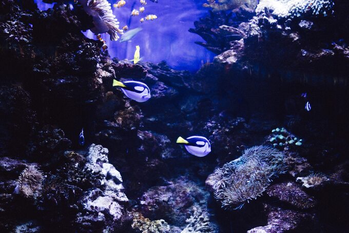 Oceanarium