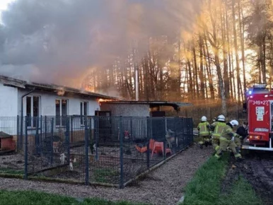 Miniatura: Dramatyczny pożar w schronisku....