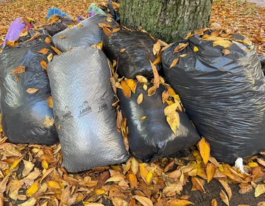 Miniatura: Nie pal i nie wywoź. Zrób z nich „złoto”...