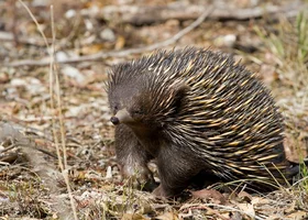 Miniatura: Ssak, płaz, gady czy ryba? Wymagający quiz...