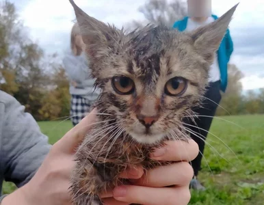 Miniatura: Wrzucił kota do studzienki i rzucał...