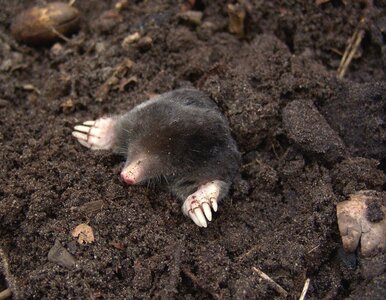 Miniatura: Wsadź kawałek tej ryby do norki. Latem...