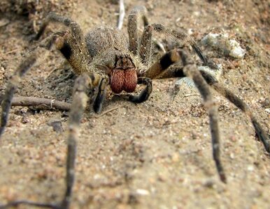 Miniatura: Śląsk: 10 tys. jadowitych pająków na...