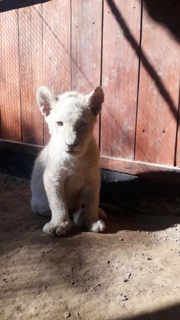 Zwierzęta w ZOO Wojciechów 