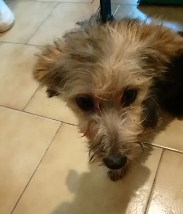 Psy odebrane właścicielce zaniedbanego mieszkania 