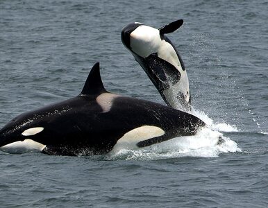 Miniatura: Agresywne orki atakują statki. Kilka załóg...