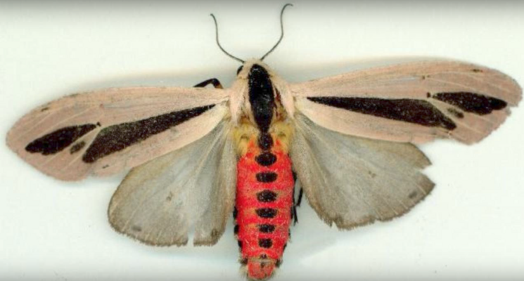 Miniatura: Creatonotos gangis