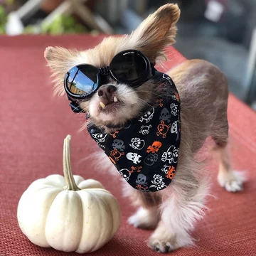 Chewie the Chi 
