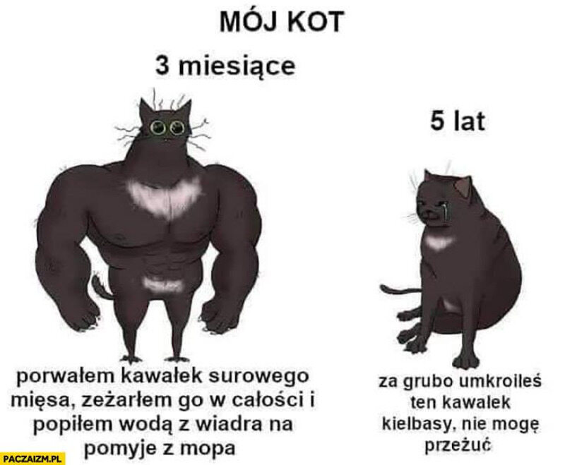 Mem z kotem 