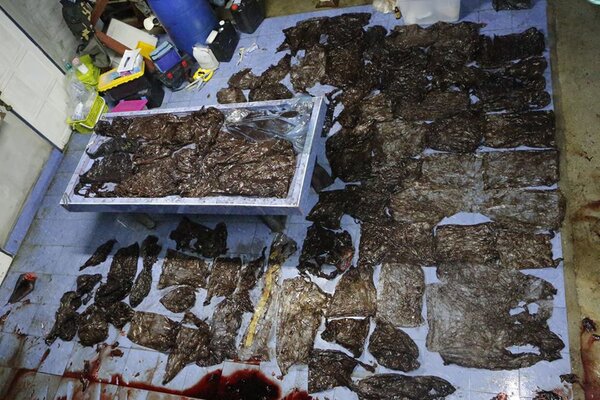 Miniatura: Grindwal padł z powodu plastiku w...