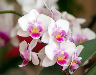 Miniatura: Dwie łyżeczki i storczyk ruszył z miejsca....