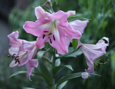 Miniatura: Wysusz i wymieszaj z podłożem – lilie będą...