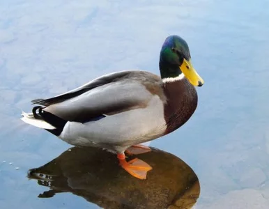 Miniatura: "Pomóżcie, kaczki mają myśli samobójcze!",...