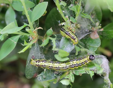 Miniatura: Mróz ich nie zabije. Wylej to na bukszpan...