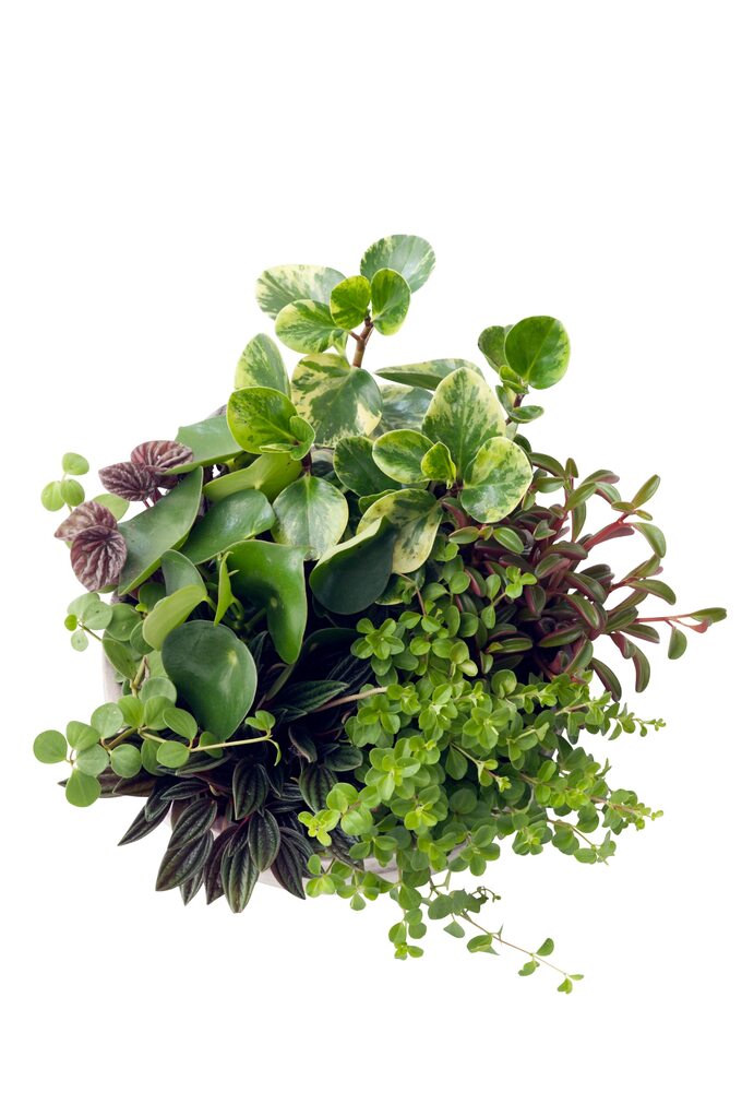 Peperomia – różne gtunki