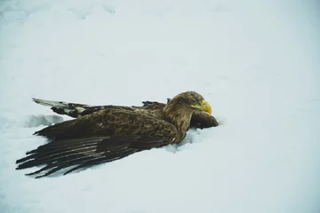 Akcja leśników z Nadleśnictwa Tomaszów 