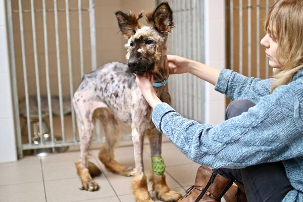 Miniatura: Mela - pies, który był bity i głodzony