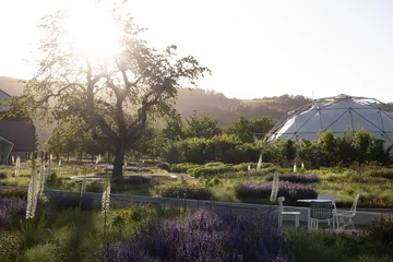 Naturalistyczny ogród Pieta Oudolfa na Vitra Campus w Weil am Rhein – przykład harmonii między dzikością a precyzyjnym projektowaniem 