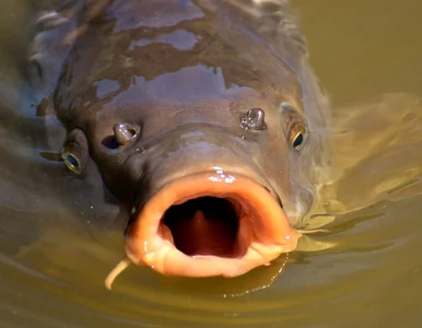 Miniatura: Złowił karpia-giganta i ustanowił nowy...
