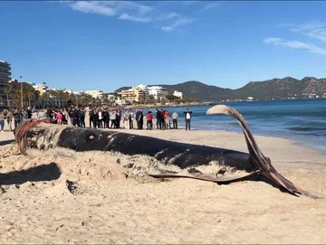 Wieloryb leżący na plaży 