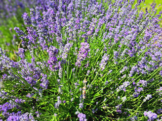 Lawenda wąskolistna