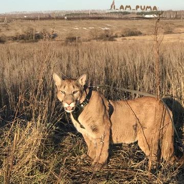 Puma Messi 