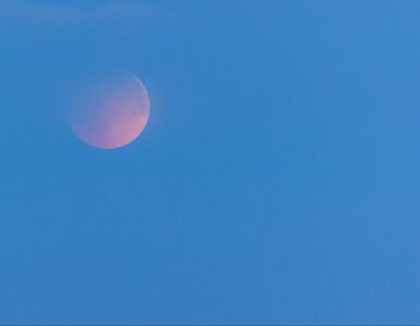 Miniatura: Wieczorem wystarczą oczy i lornetki....