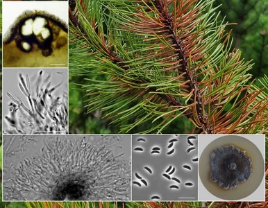 Miniatura: Polscy naukowcy odkryli nowy gatunek...