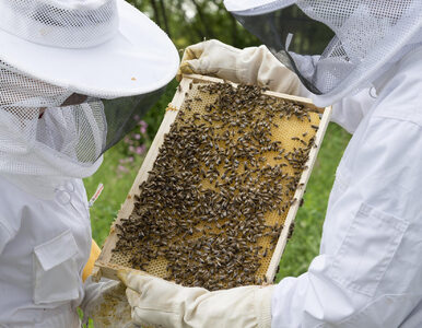 Pszczoły Elżbiety II poinformowane o śmierci królowej. „Ściszonym głosem”