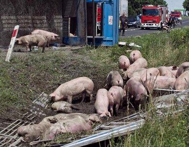 Miniatura: Wypadek tira przewożącego świnie. Wiele...