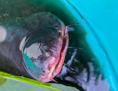 Miniatura: Mówili, że to tylko legenda, dopóki nie...