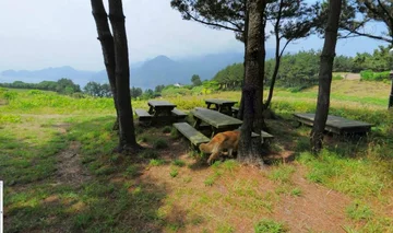 Ten pies zdominował zdjęcia street view z koreańskiej wyspy 