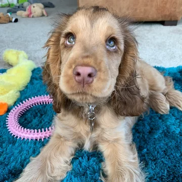 Cocker spaniel Winnie 