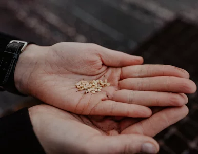 Miniatura: Masz cebulki i nasiona roślin z własnego...