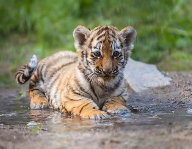 Miniatura: Jego narodziny zaskoczyły właścicieli. Ci...