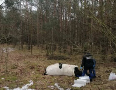 Miniatura: Tragiczne zdarzenie na Mazowszu. Byk zabił...