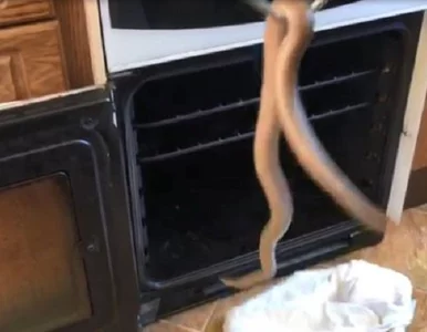 Miniatura: 82-latka znalazła w piekarniku metrowego...