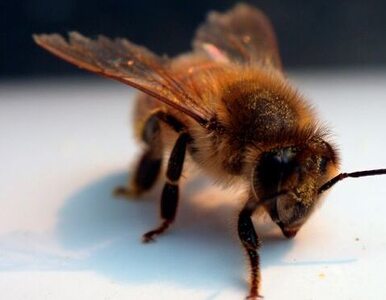Miniatura: Koniec zimy? Pszczoły wychodzą z uli