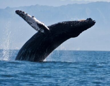 Miniatura: Najrzadszy wieloryb świata wyrzucony na...