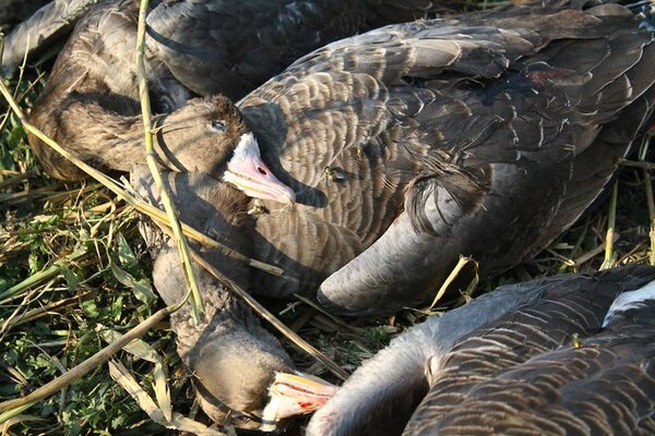 Miniatura: Myśliwi zastrzelili dziesiątki ptaków nad...