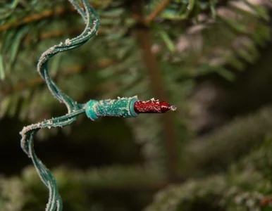 Miniatura: Bitwa o choinki w Warszawie