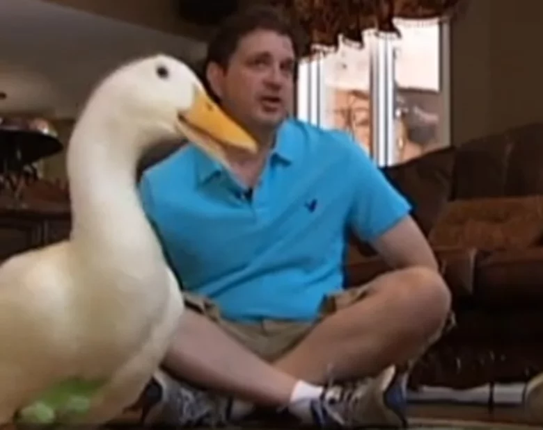 Miniatura: Amerykanin wydrukuje kaczce... nogę