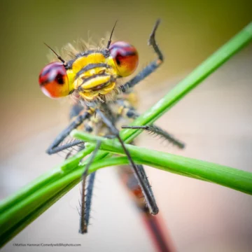 Finaliści konkursu Comedy Wildlife Photo Awards 2021 