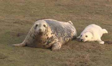 Foka uratowana przez organizację Seal Rescue Ireland 